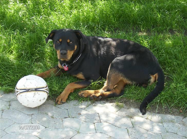 Rottweiler Freja billede 4