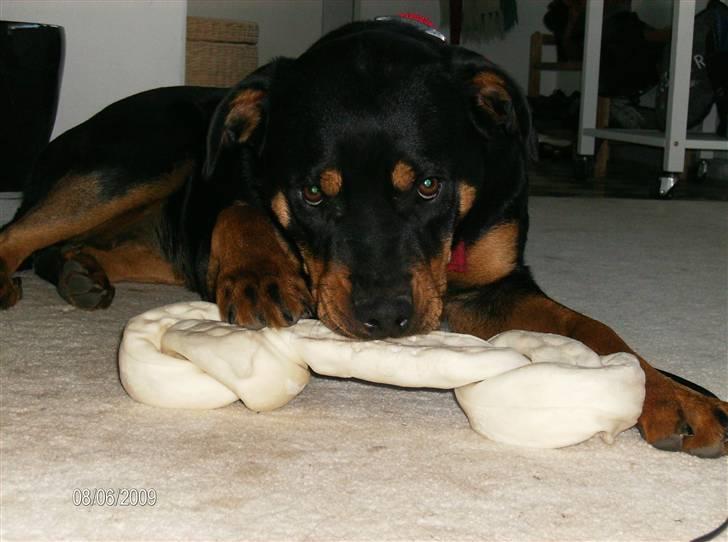 Rottweiler Freja billede 5