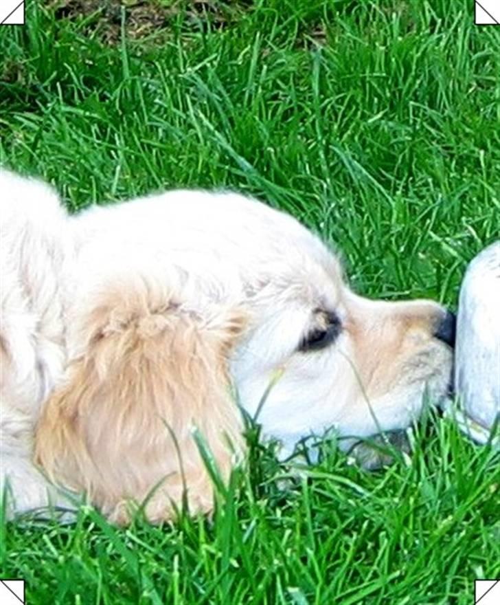 Blanding af racer Uni billede 1