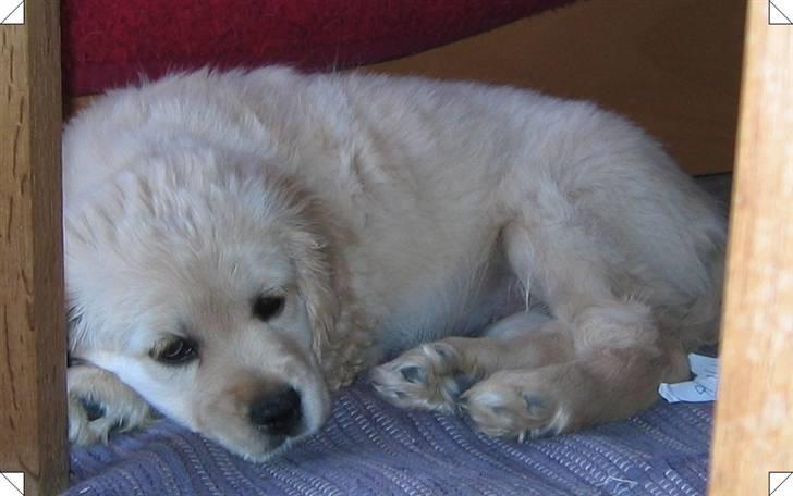 Blanding af racer Uni billede 2