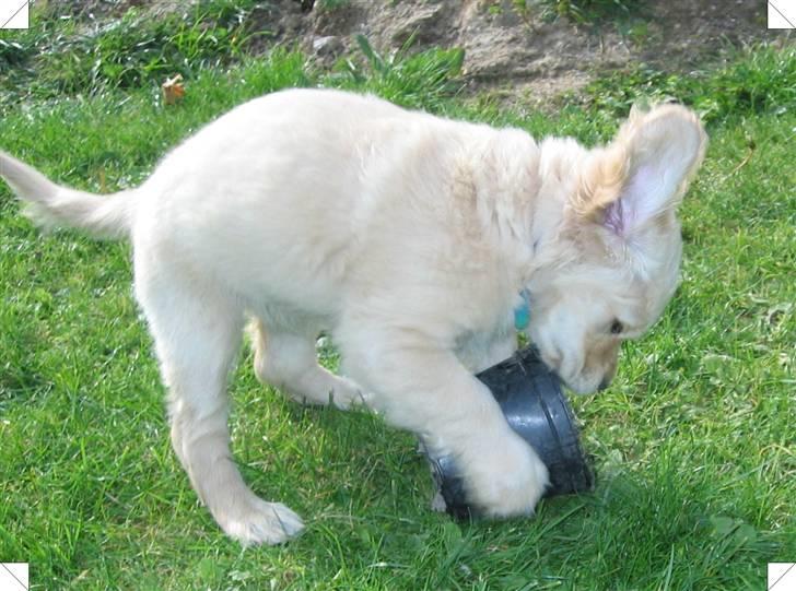 Blanding af racer Uni billede 3