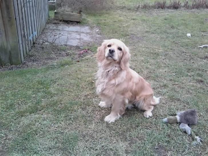 Blanding af racer Uni billede 4