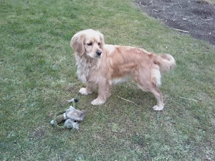 Blanding af racer Uni billede 5