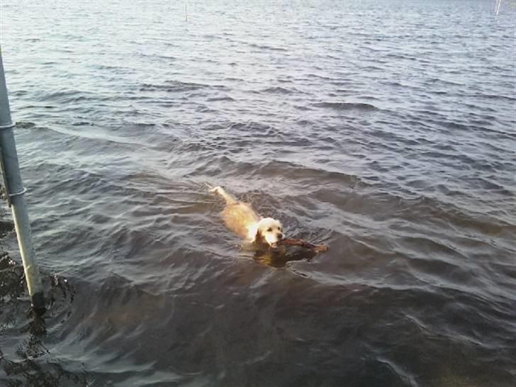 Blanding af racer Uni billede 6