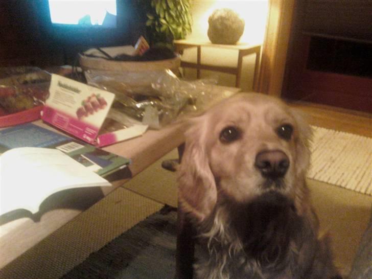 Blanding af racer Uni billede 7