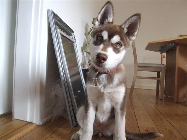 Siberian husky Lúa - Så fin - nu 13 uger gammel billede 9