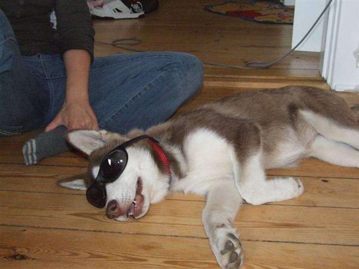 Siberian husky Lúa - Sommerklar billede 20