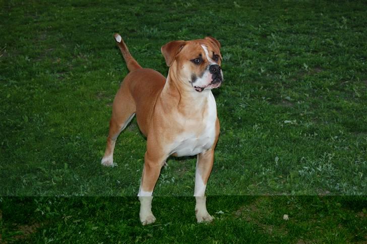 Amerikansk bulldog Morgan billede 1