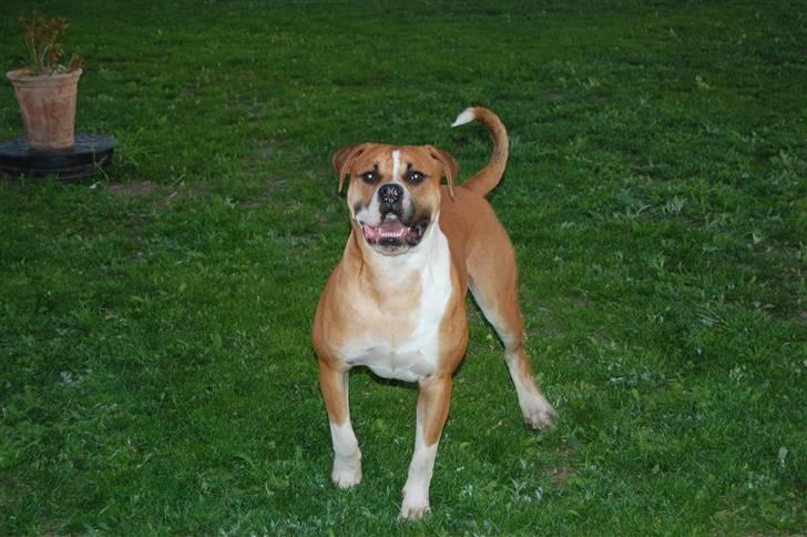 Amerikansk bulldog Morgan billede 2