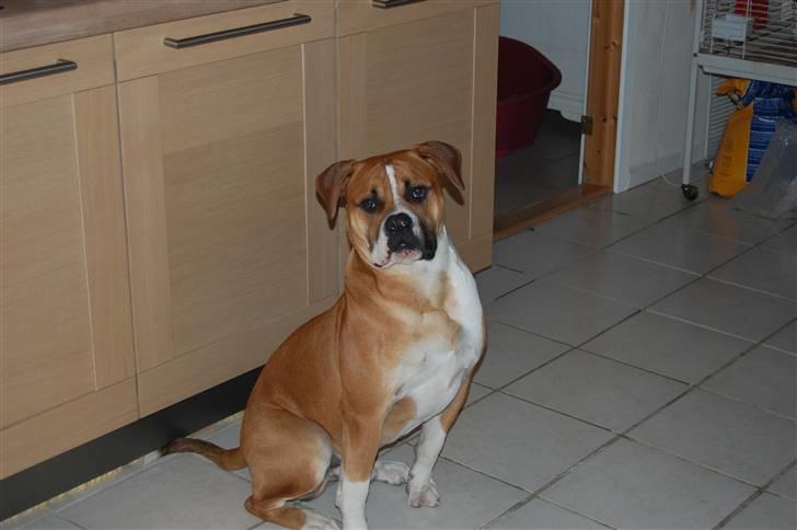 Amerikansk bulldog Morgan billede 3