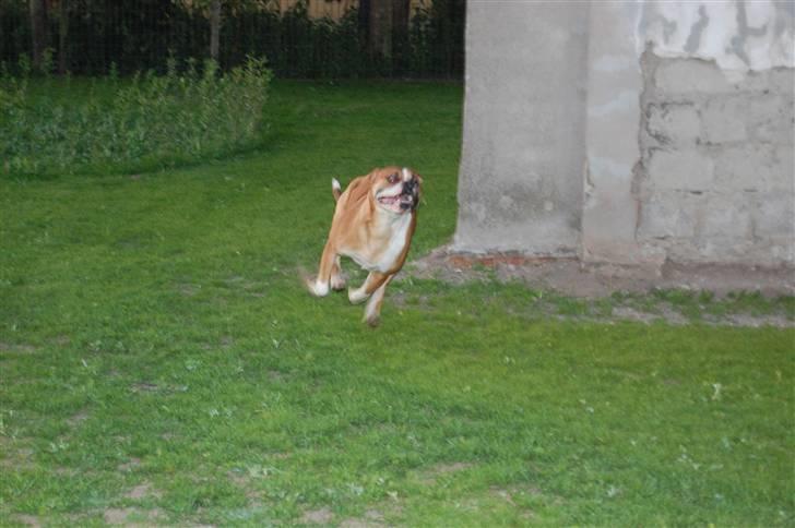 Amerikansk bulldog Morgan billede 4