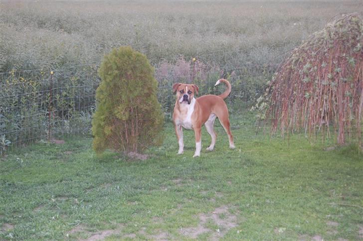 Amerikansk bulldog Morgan billede 5