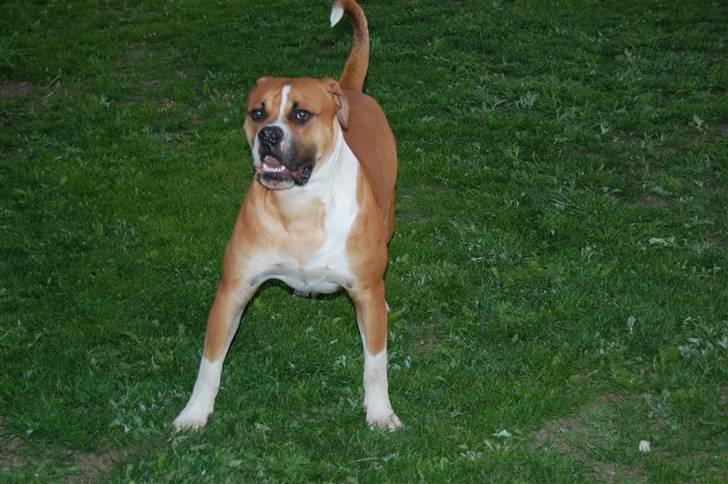 Amerikansk bulldog Morgan billede 6