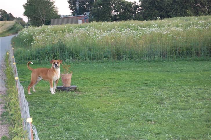 Amerikansk bulldog Morgan billede 7