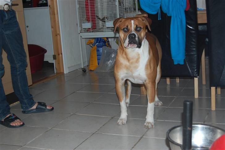 Amerikansk bulldog Morgan billede 8