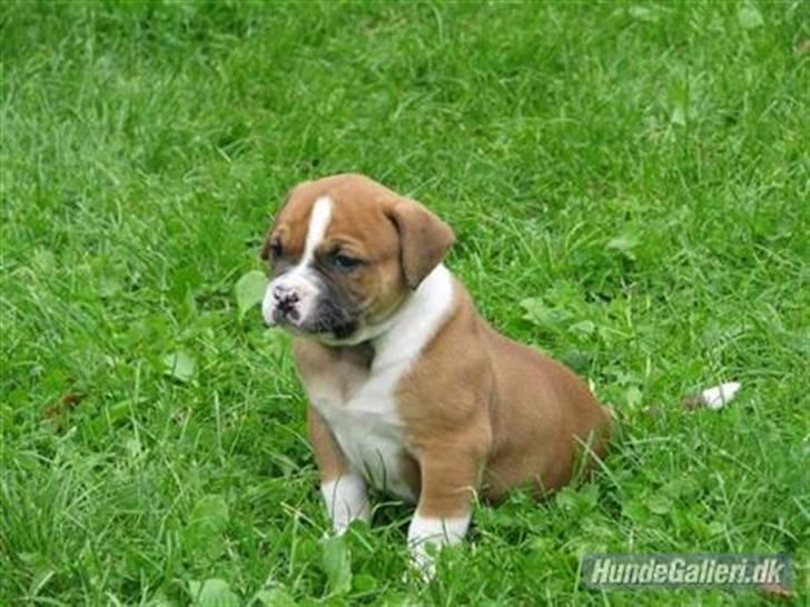 Amerikansk bulldog Morgan billede 9