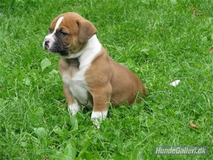 Amerikansk bulldog Morgan billede 10