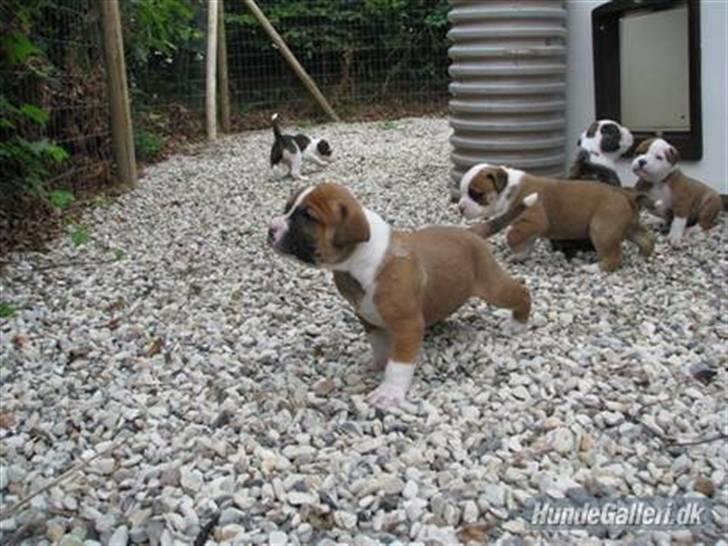 Amerikansk bulldog Morgan billede 11