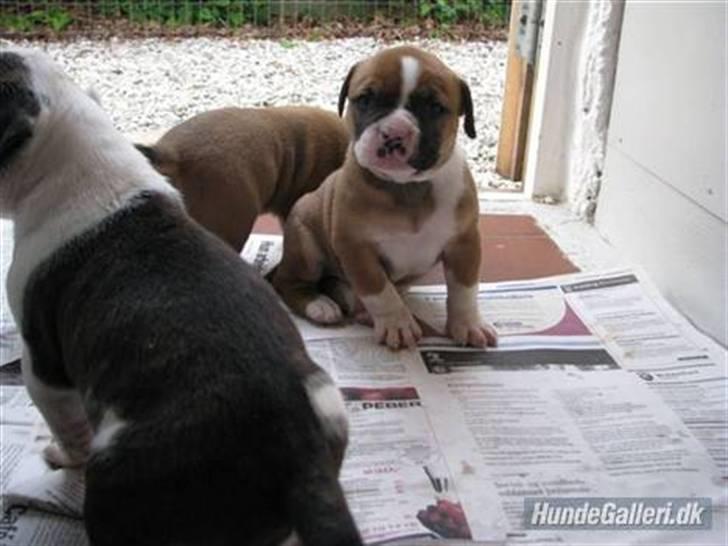 Amerikansk bulldog Morgan billede 12