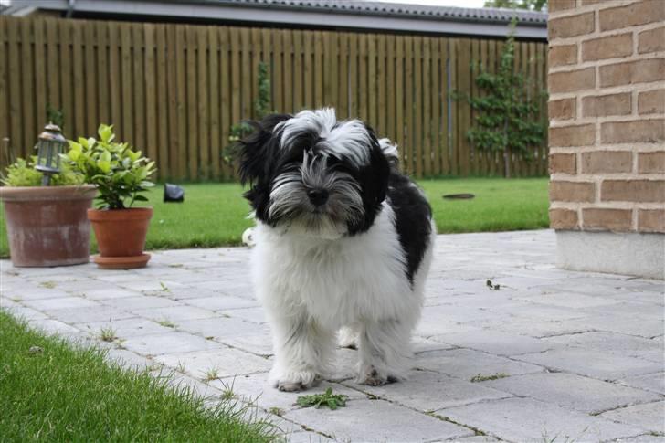 Bichon havanais Madame Stub´s Sir Arthur billede 8