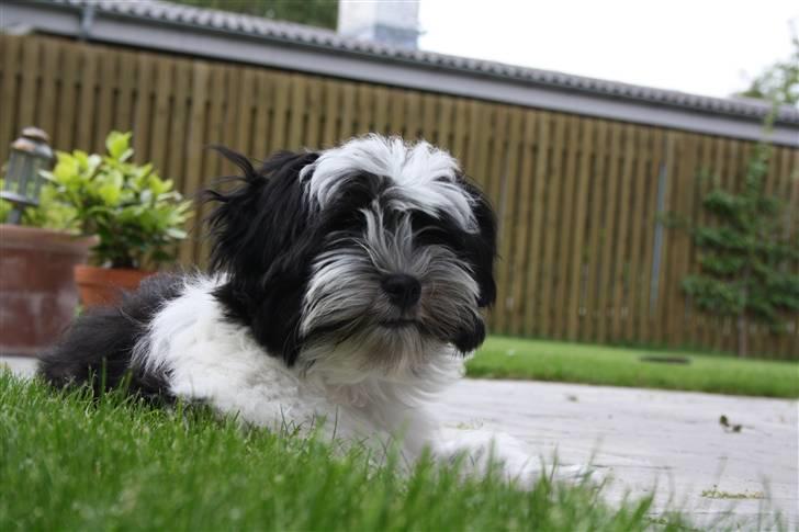 Bichon havanais Madame Stub´s Sir Arthur billede 9