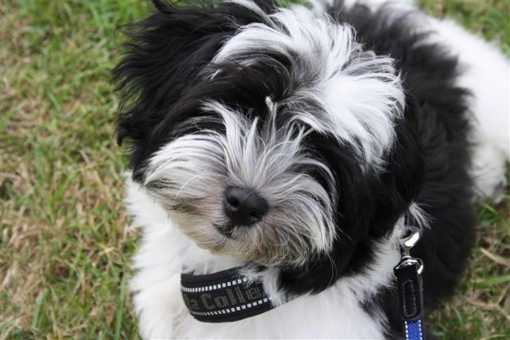 Bichon havanais Madame Stub´s Sir Arthur billede 10