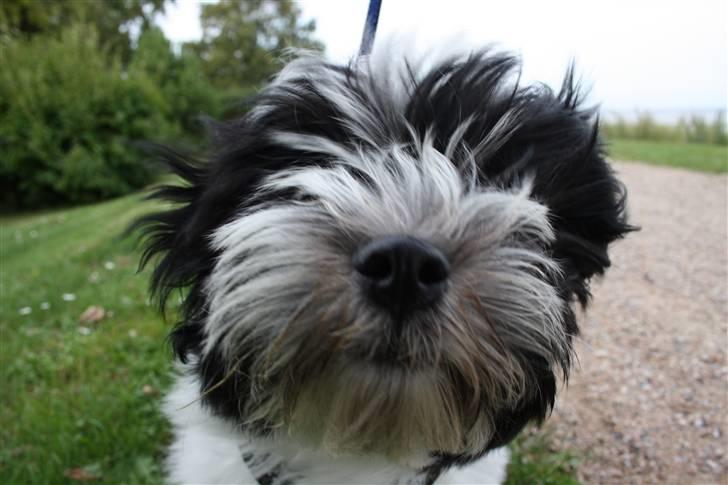 Bichon havanais Madame Stub´s Sir Arthur - Et lille kys :) billede 11