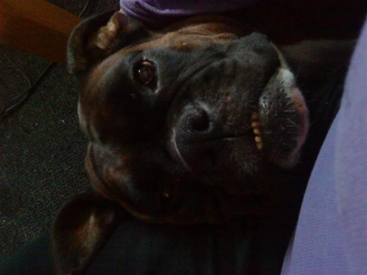 Boxer Febæks La Sif - Mamma..nice at ligge ved dit ben især når man bliver nusset :) billede 9