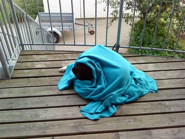 Boxer Febæks La Sif - La Sif i Hundeburka..eller sådan noget...Hmmm griner billede 10