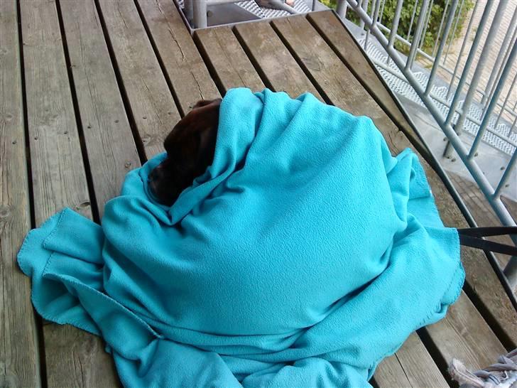 Boxer Febæks La Sif - Ligger lige og nyder terassen hos Heidi og Brian..men man er vel en lille frysepind ;) billede 11