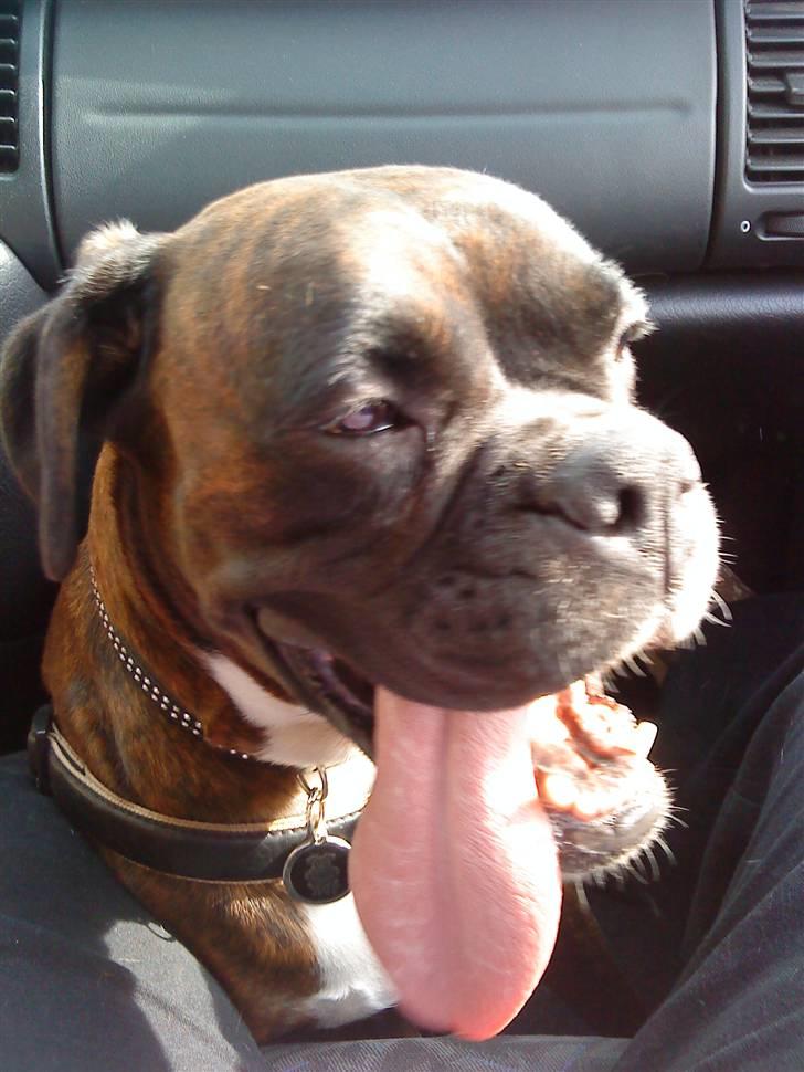 Boxer Febæks La Sif - Charme selvtillid og lækre hundeøjne... billede 12