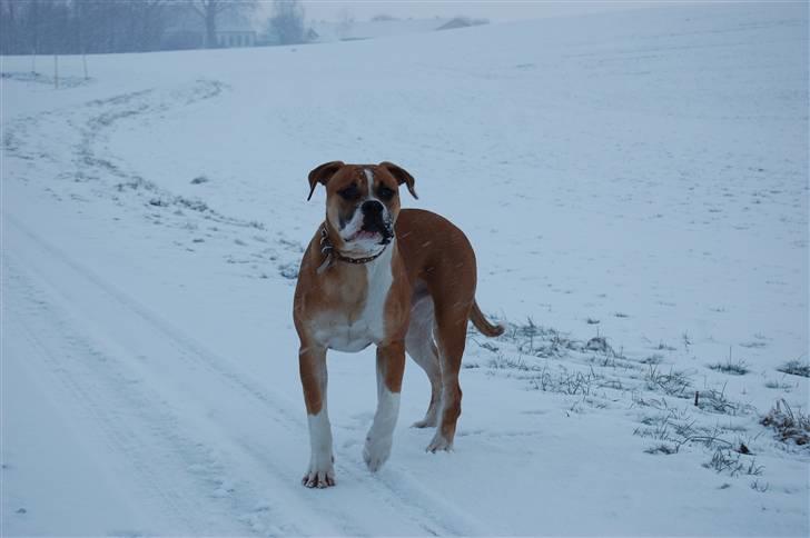 Amerikansk bulldog Morgan billede 14