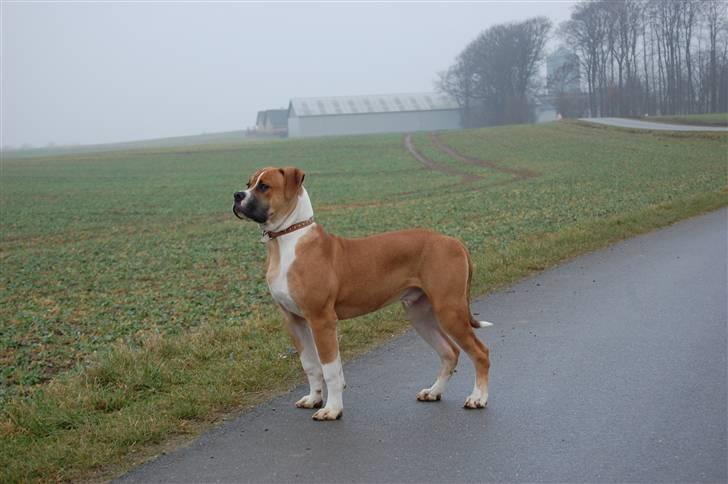 Amerikansk bulldog Morgan billede 15