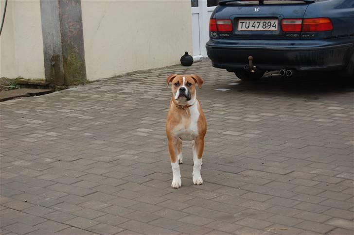 Amerikansk bulldog Morgan billede 16