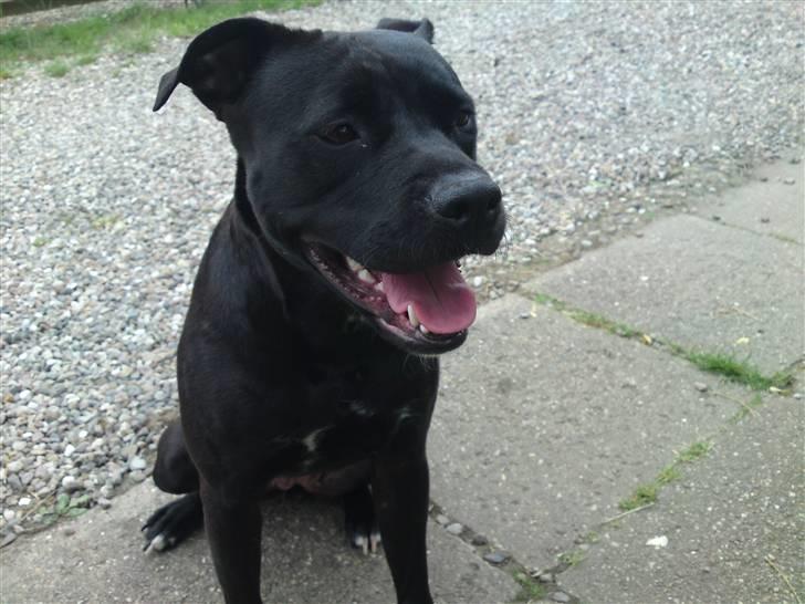 Amerikansk staffordshire terrier Amy billede 1