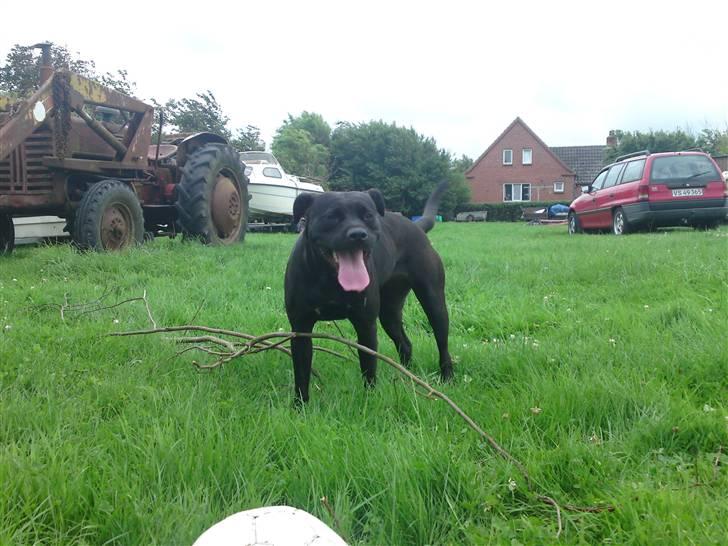 Amerikansk staffordshire terrier Amy billede 2