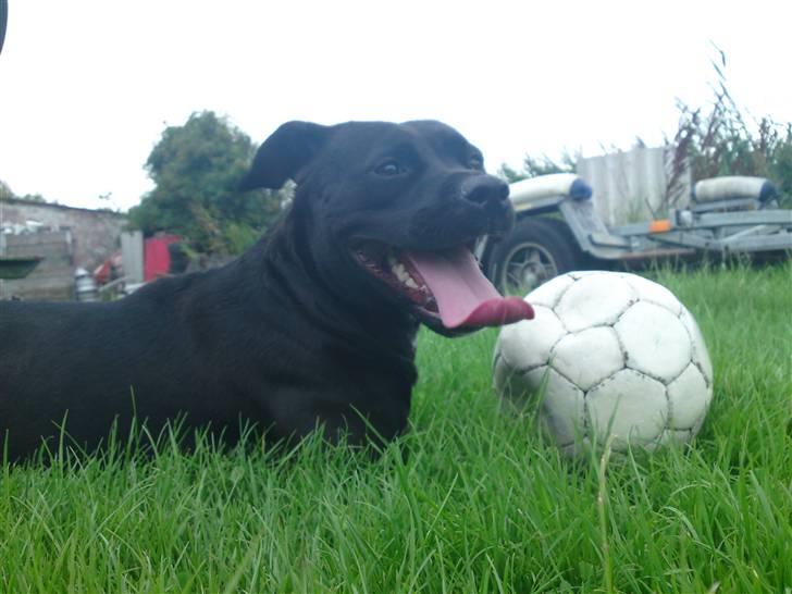 Amerikansk staffordshire terrier Amy billede 3