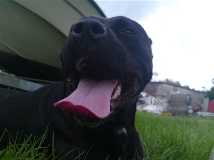 Amerikansk staffordshire terrier Amy billede 4