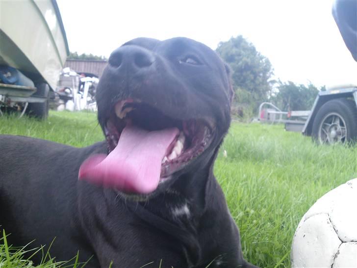 Amerikansk staffordshire terrier Amy billede 5