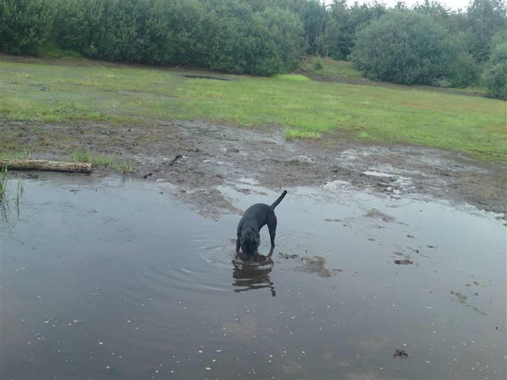 Amerikansk staffordshire terrier Amy billede 6