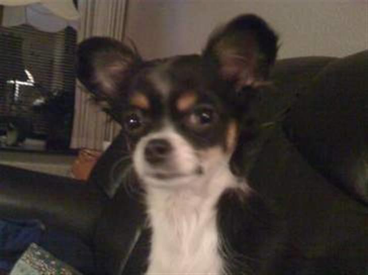 Chihuahua Sisse billede 1