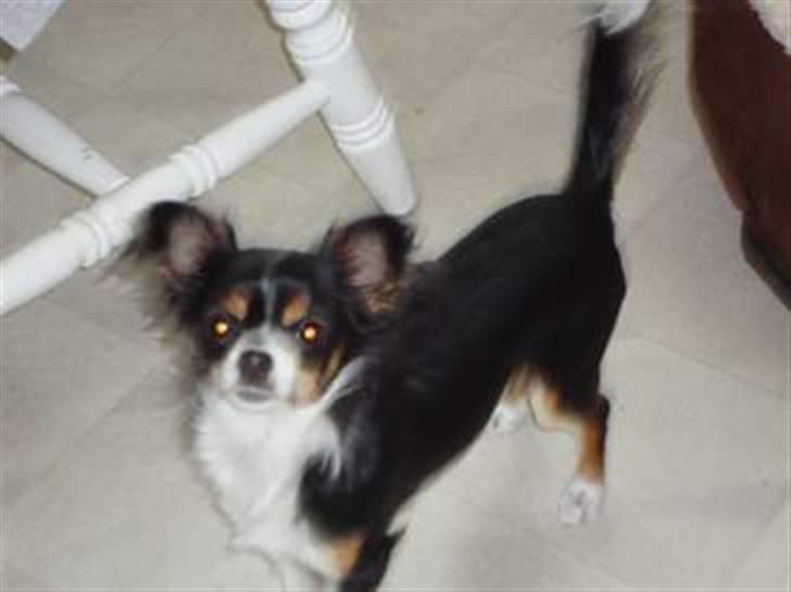 Chihuahua Sisse billede 2