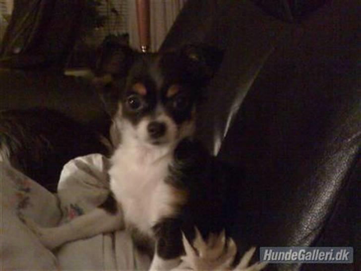 Chihuahua Sisse billede 3