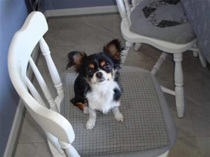 Chihuahua Sisse billede 4