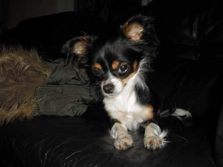 Chihuahua Sisse billede 5