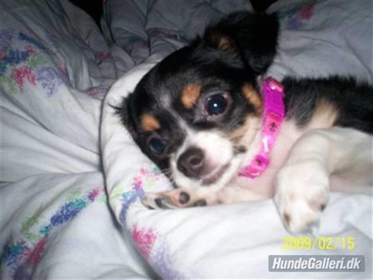 Chihuahua Sisse billede 6