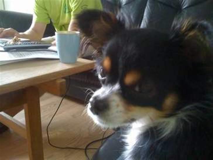 Chihuahua Sisse billede 7