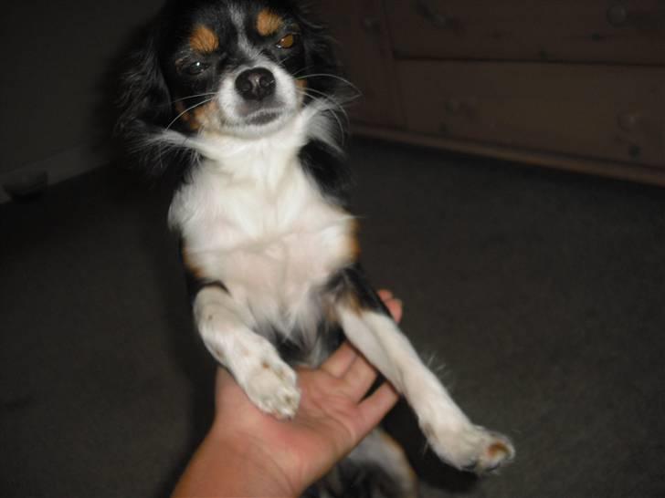 Chihuahua Sisse billede 9