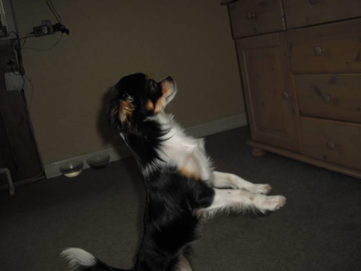 Chihuahua Sisse billede 10