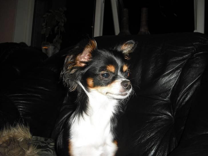 Chihuahua Sisse billede 11